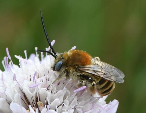 Réf. 232 897 : Tetraloniella strigata